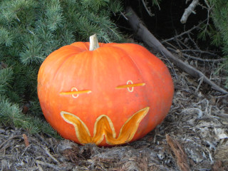 Line Eye, Nipomo Pumpkin Patch best carving idea